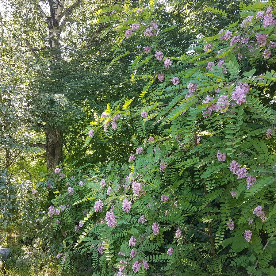 Vila Sanzila Bernatoniai 外观 照片