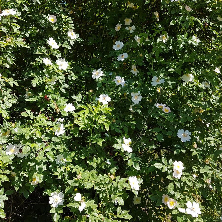 Vila Sanzila Bernatoniai 外观 照片